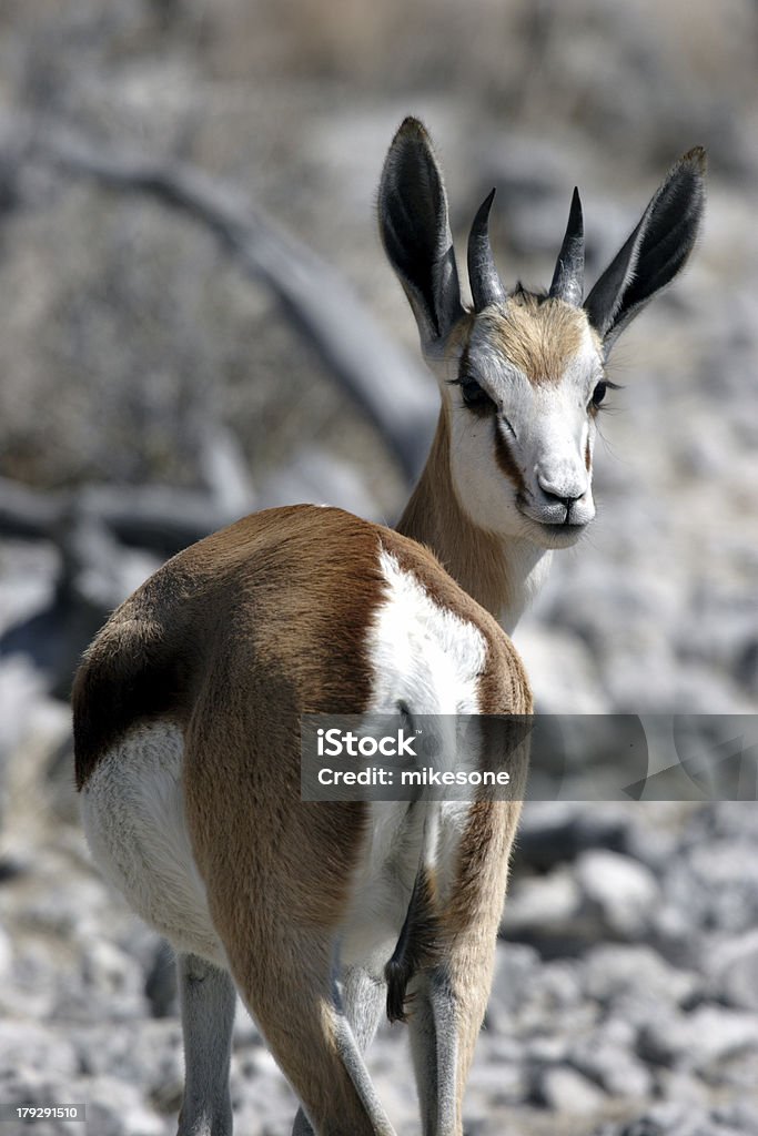 Springbok Back Ridge Springbok Looking Back Stock Photo - Download Image Now - Animal, Back ...