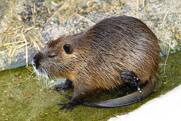 istock Nutria Rat in the water eating 179291577