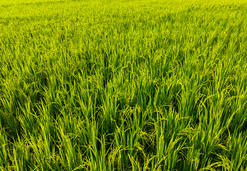 landscape backgroud of rice field with yellow grain and light leaves colour. natural vibes