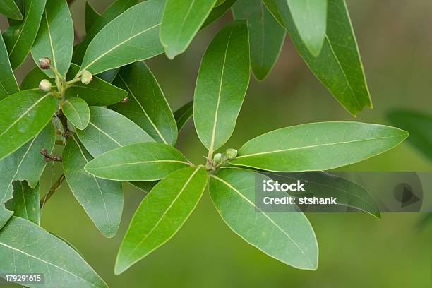 Cinco Folhas De Louro - Fotografias de stock e mais imagens de Comida e Bebida - Comida e Bebida, Condimento - Temperos, Cor verde