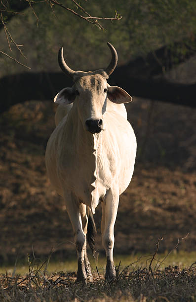 Indian brahman cow "Indian brahman cattle (Bos indicus), Keoladeo Ghana National Park, Bharatpur, Rajasthan, India" bharatpur photos stock pictures, royalty-free photos & images