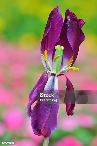 Withering Purple Tulip Stock Photo - Download Image Now - Tulip, Wilted Plant, Agriculture