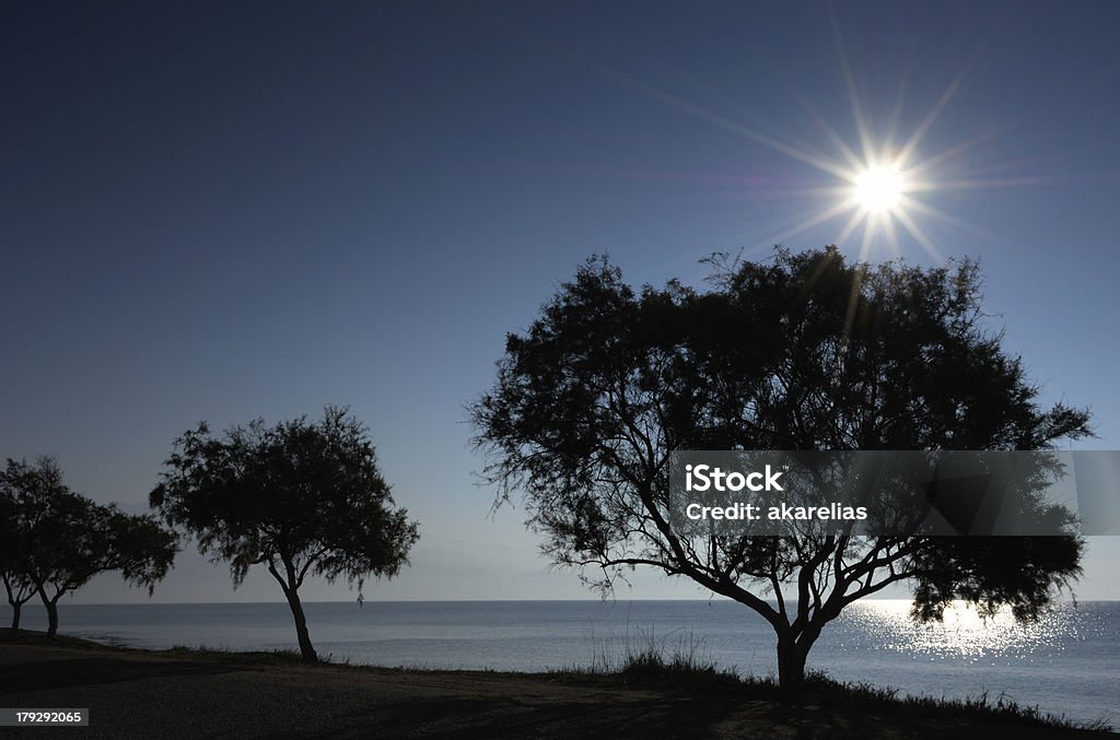 Backlit trees on the shore "Backlit picture of trees on the beach, captured right after sunrise" Autumn Stock Photo
