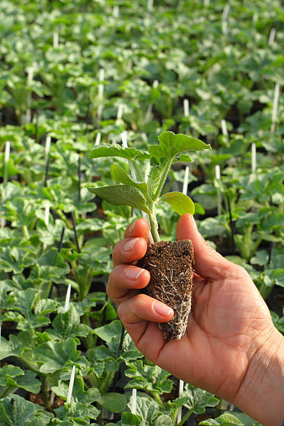 istock farmer holding a young plant 179292143