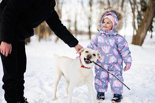 Children play with labrador dog on a sunny frosty winter day in the park.