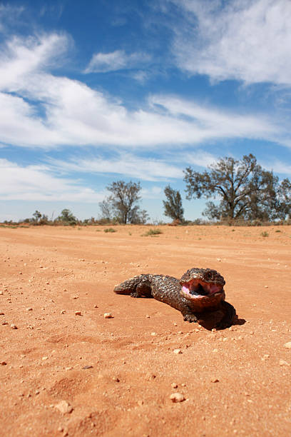 shingle de lizard - lizard landscape desert australia - fotografias e filmes do acervo