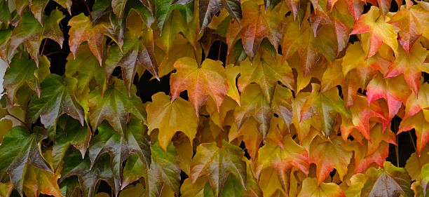 Banner. Autumn colors bright pink, yellow, green leaves of maiden grapes on wall in fall. Bright colors of autumn. Parthenocissus tricuspidata or Boston ivy changing color in Autumn. Nature pattern