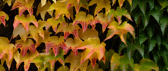 Banner. Autumn colors bright pink, yellow, green leaves of maiden grapes on wall in fall. Bright colors of autumn. Parthenocissus tricuspidata or Boston ivy changing color in Autumn. Nature pattern