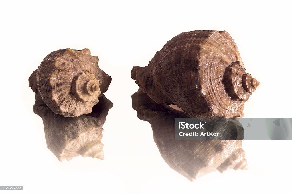Shells Nice One Two Nice Shells Stock Photo - Download Image Now - Animal, Animal Shell ...