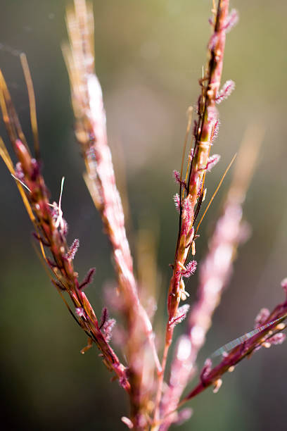 Digitaria eriantha, Finger Grass stock photo