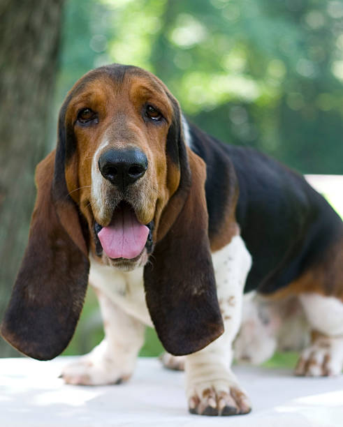 istock An adorable basset hound with floppy ears 179292441