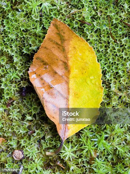 Yin Yang - Fotografie stock e altre immagini di Acqua - Acqua, Acqua potabile, Altopiano di Dieng