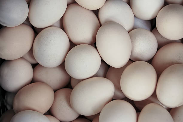 Dawn Lit Pile of Eggs stock photo