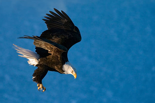 american águila calva swoops abajo con talons abierto - lanzarse al suelo fotografías e imágenes de stock