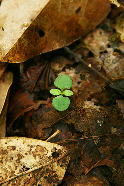 istock small lift in jungle 179292794