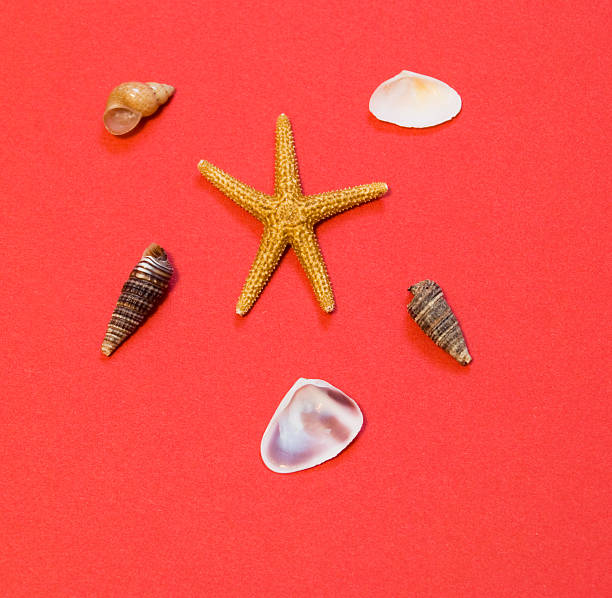 six des coquillages - pearl shell starfish beach photos et images de collection