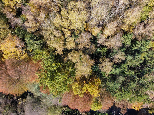 istock colorful autumn forest from above 1792929444