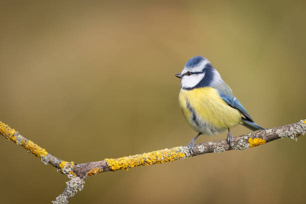 istock Bird - Blue Tit Cyanistes caeruleus perched on tree winter time small bird on blurred background 1792931066
