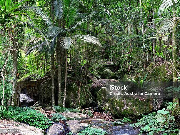 Springbrook National Park Stock Photo - Download Image Now - Rainforest, Brisbane, Queensland