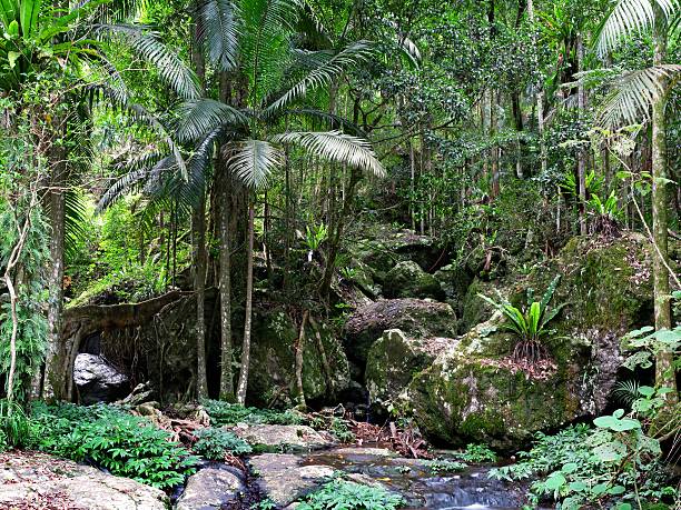 springbrook национальный парк - tropical rainforest waterfall rainforest australia стоковые фото и изображения