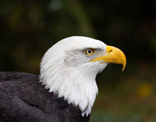 istock Majestic bald eagle gazing into the distance 1792932667