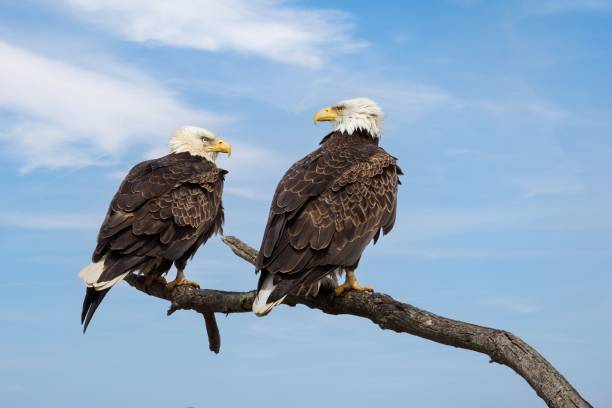 istock Two bald eagles perched on a tree branch gazing into the distance 1792932901