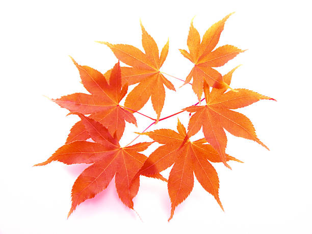istock Autumn  leaves of japanese maple 179293687