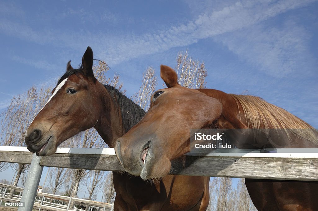 Horses Snout of horse Animal Stock Photo