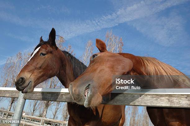Horses Stock Photo - Download Image Now - Animal, Animal Lips, Animal Mane