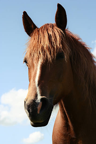 istock Horse and Blue Cloudy Sky 179294053