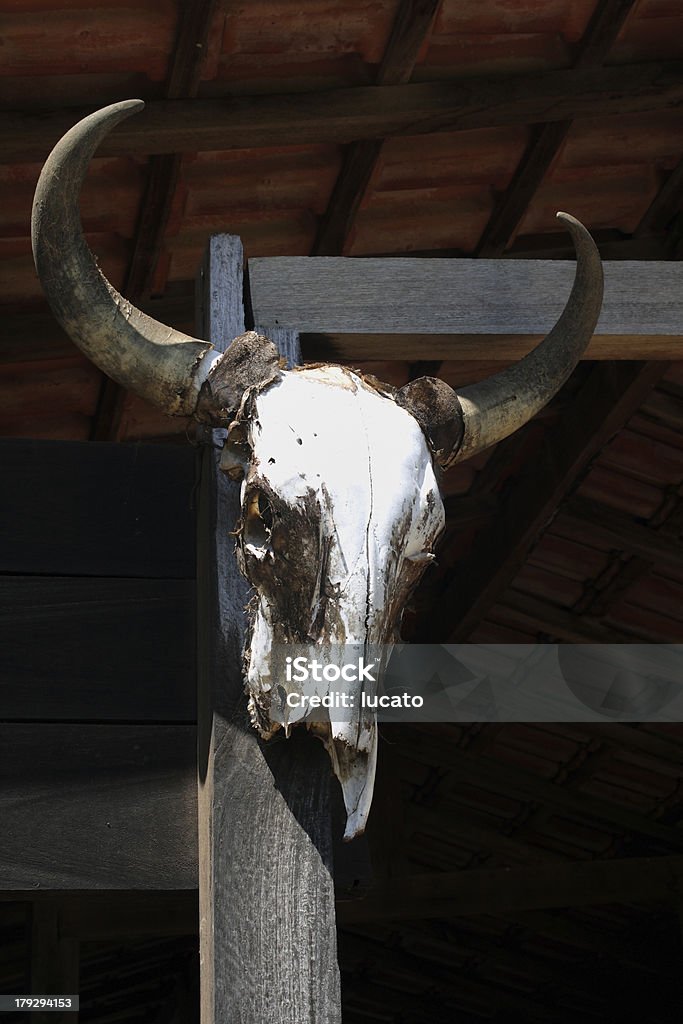 Hung ganado cráneo - Foto de stock de Animal libre de derechos