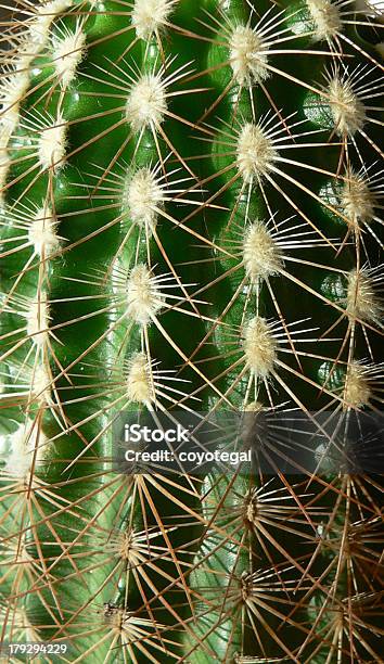 Kaktus Makro Rdzenie - zdjęcia stockowe i więcej obrazów Bez ludzi - Bez ludzi, Cierń, Fotografika