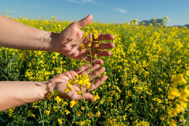 istock Canola flowers being held in human hand on oilseed feeld background 1792942708