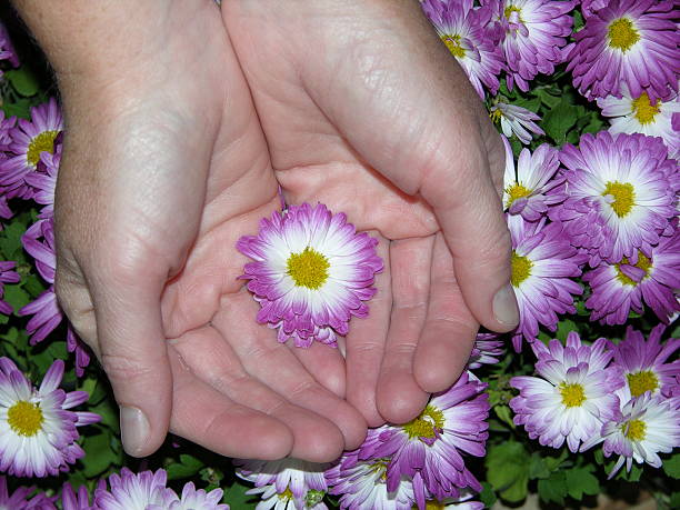 flower in the hands flowe in the hands chrysanthemum still life human hand nature stock pictures, royalty-free photos & images