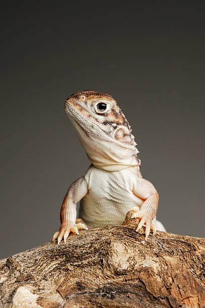 istock Central Netted Dragon hatchling on branch, grey background 179294322