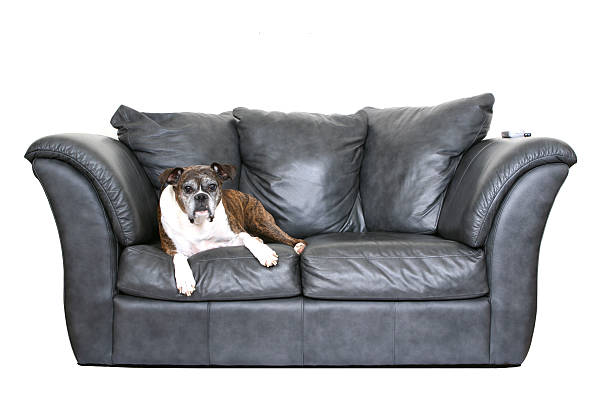 istock Dog on the couch 179294323