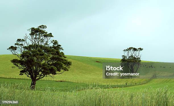 No Prado - Fotografias de stock e mais imagens de Agricultura - Agricultura, Ajardinado, Animal Doméstico