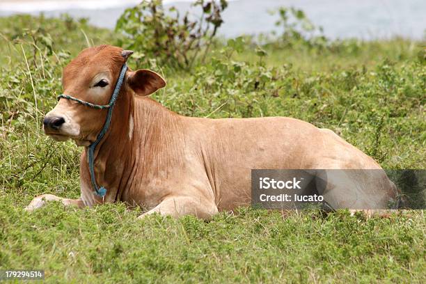 Foto de Vaca De Descanso e mais fotos de stock de Animal - Animal, Animal de Fazenda, Bantengue