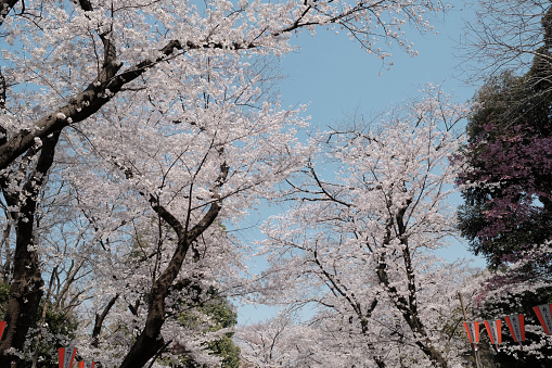 Sakura Flower,Cherry Blossom In Garden At Ueno Park.Tokyo,Japan