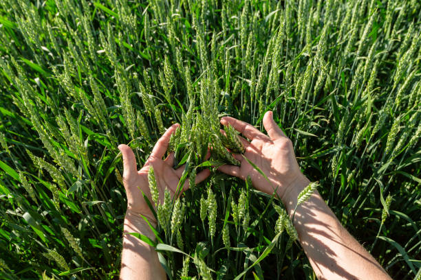 istock Close-up of hand touching wheat on field . 1792947337