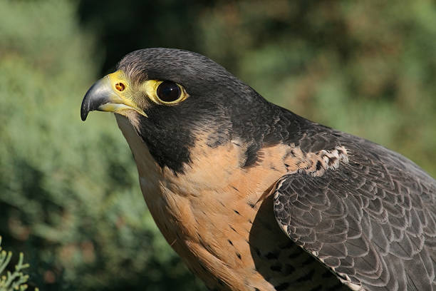istock Peregrine Falcon close up 179294877