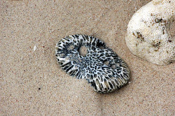 rocks c oralline on the beach stock photo