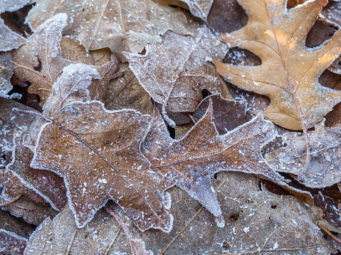 Leaves with frost on the ground
