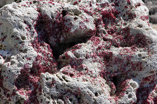 rocks c oralline on the beach stock photo