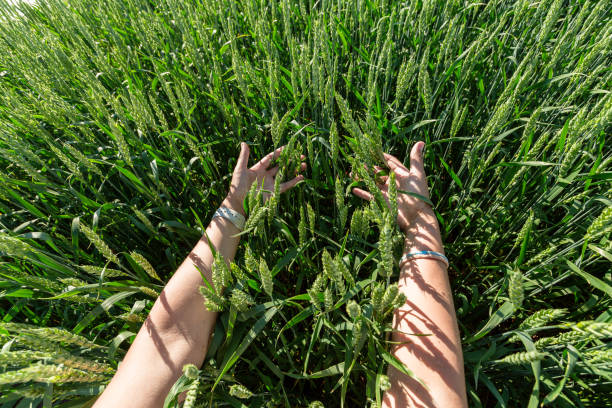istock Close-up of hand touching wheat on field . 1792950668