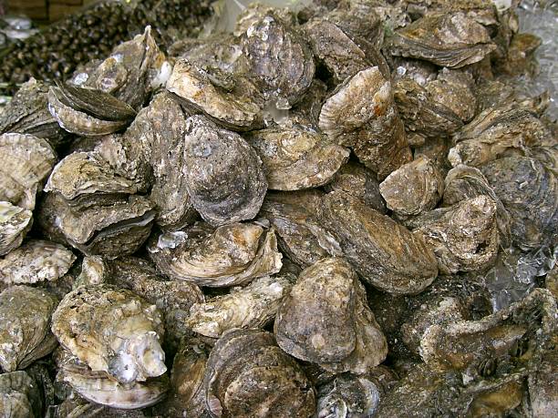 oyster stock photo