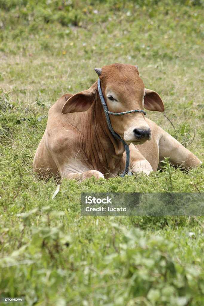 Vaca de descanso - Foto de stock de Animal royalty-free