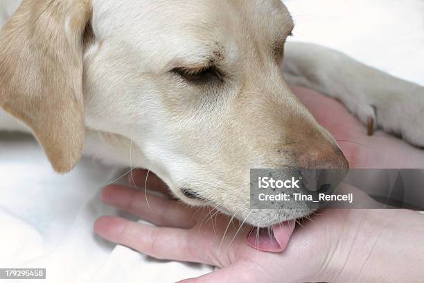 El Personal De Laboratorio Foto de stock y más banco de imágenes de Lamer - Lamer, Perro, Acariciar a un animal