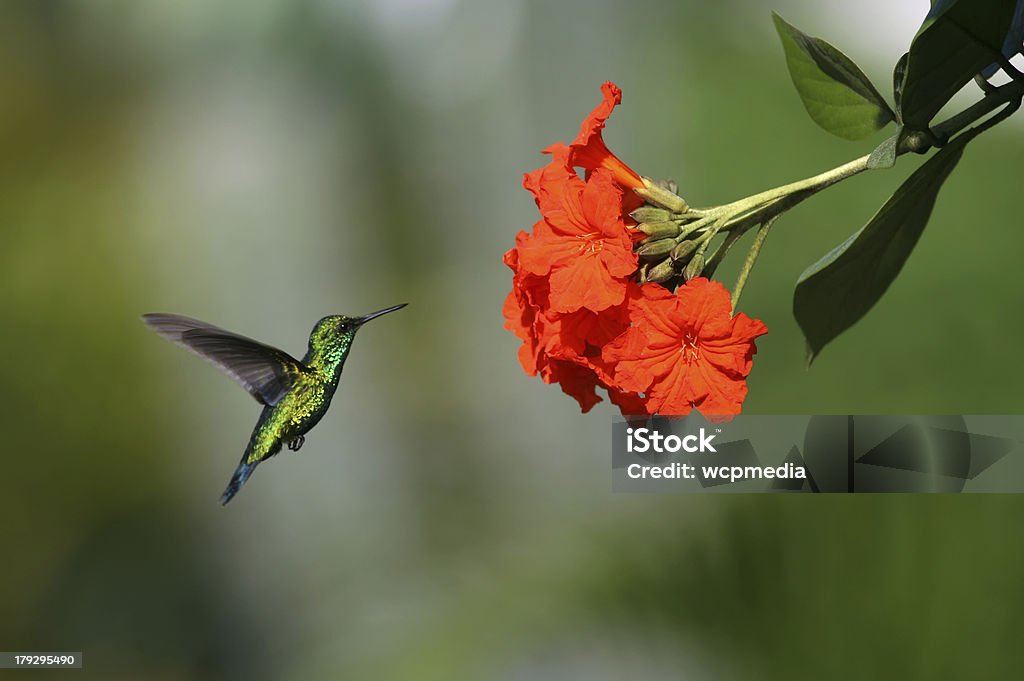 Niebieski ogoniasty Emerald - Zbiór zdjęć royalty-free (Curaçao)