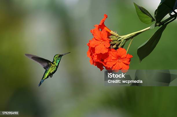 Niebieski Ogoniasty Emerald - zdjęcia stockowe i więcej obrazów Curaçao - Curaçao, Koliber, Akrobata